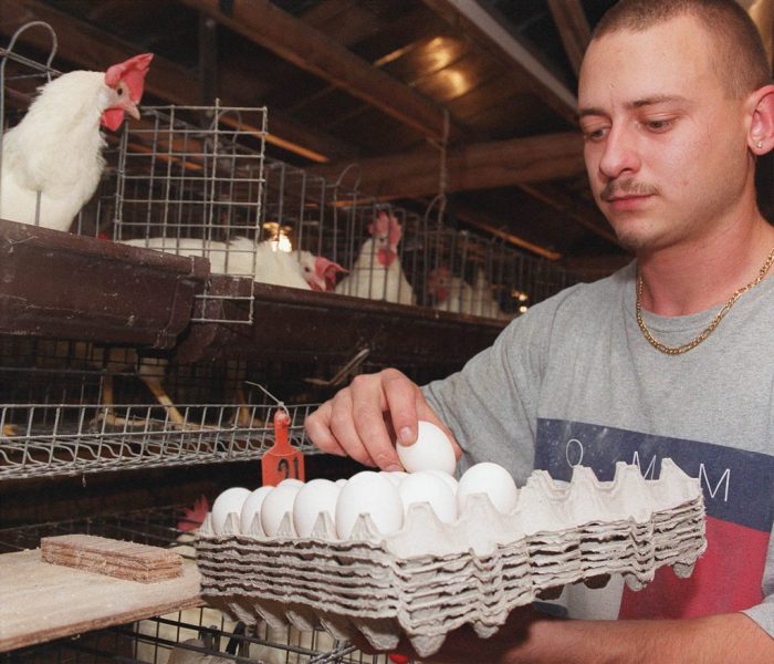 Peluang Bisnis Telur Ayam Kampung Dengan Sistem Pre-Order