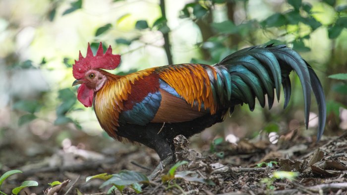 Fowl junglefowl chickens