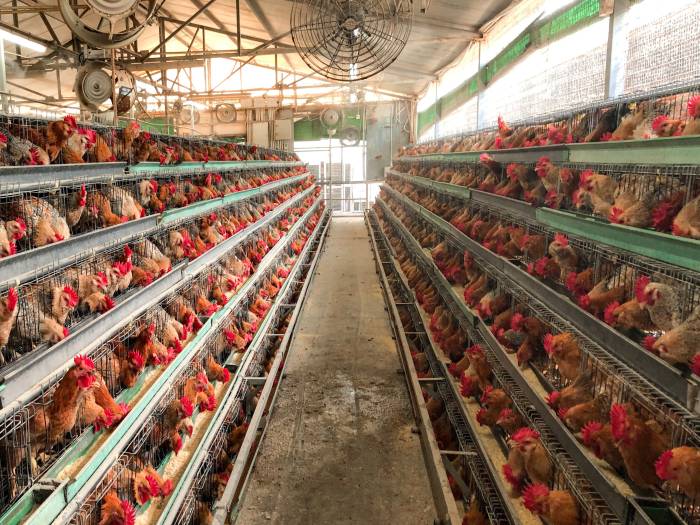 Usaha Ternak Ayam Petelur Modern Dengan Teknologi Terbaru