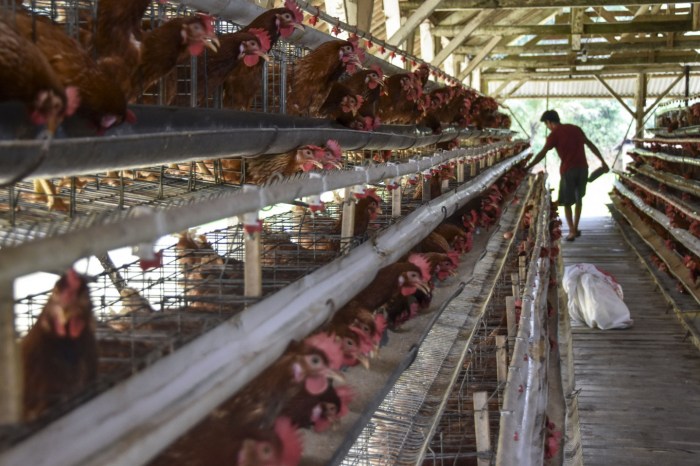 Usaha Ternak Ayam Petelur Modern Dengan Teknologi Terbaru