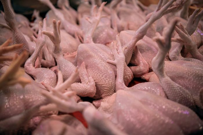 Perbandingan Harga Jual Ayam Kampung Dan Ayam Broiler