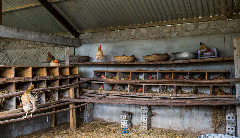 Potensi Pengembangan Ekonomi Dari Usaha Ternak Ayam Kampung