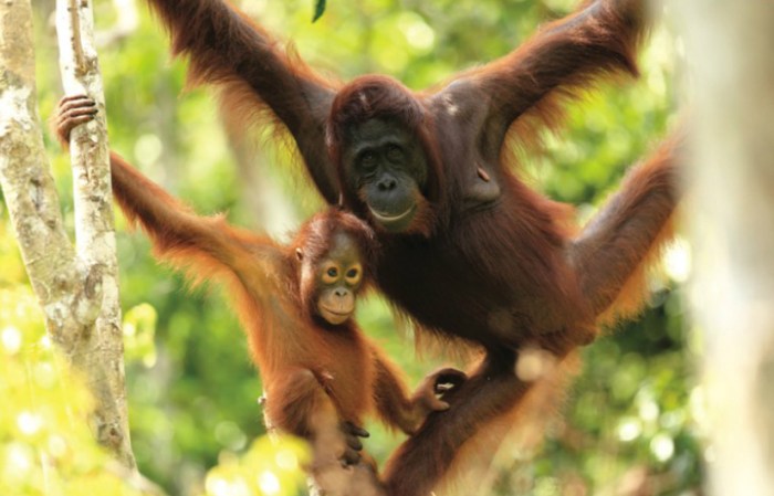 Identifikasi Ancaman Terhadap Populasi Ayam Hutan Di Indonesia