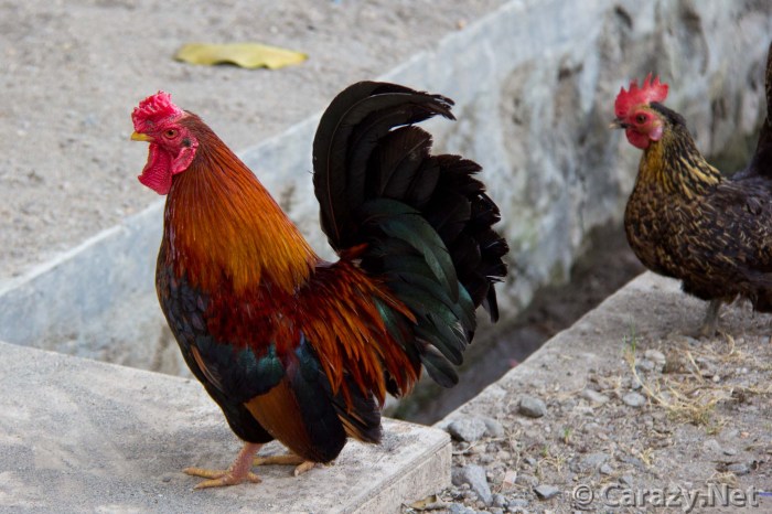 Identifikasi Ancaman Terhadap Populasi Ayam Hutan Di Indonesia