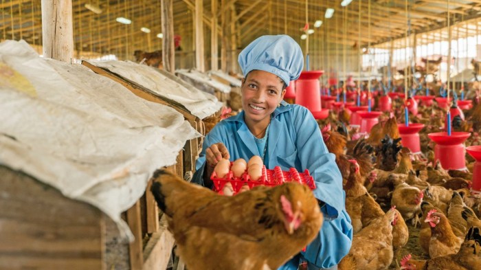 Potensi Pengembangan Ekonomi Dari Usaha Ternak Ayam Kampung