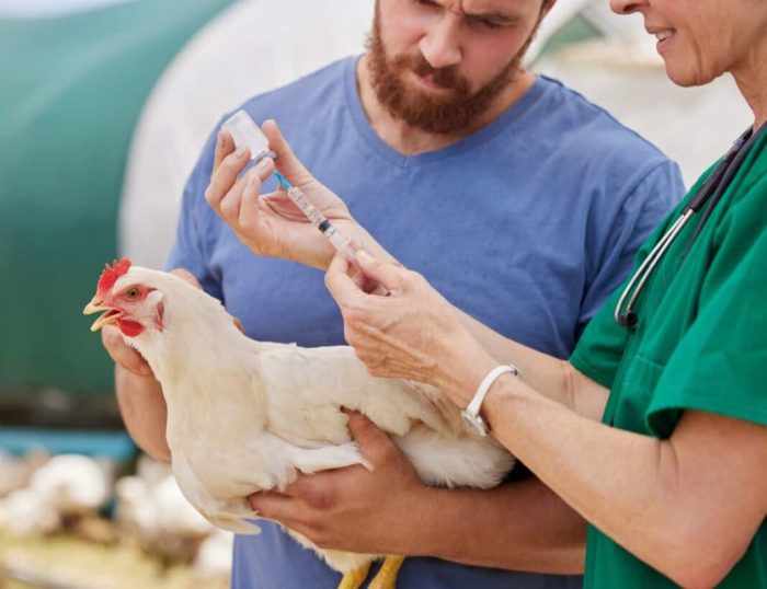 Identifikasi Hama Dan Penyakit Pada Ayam Hutan