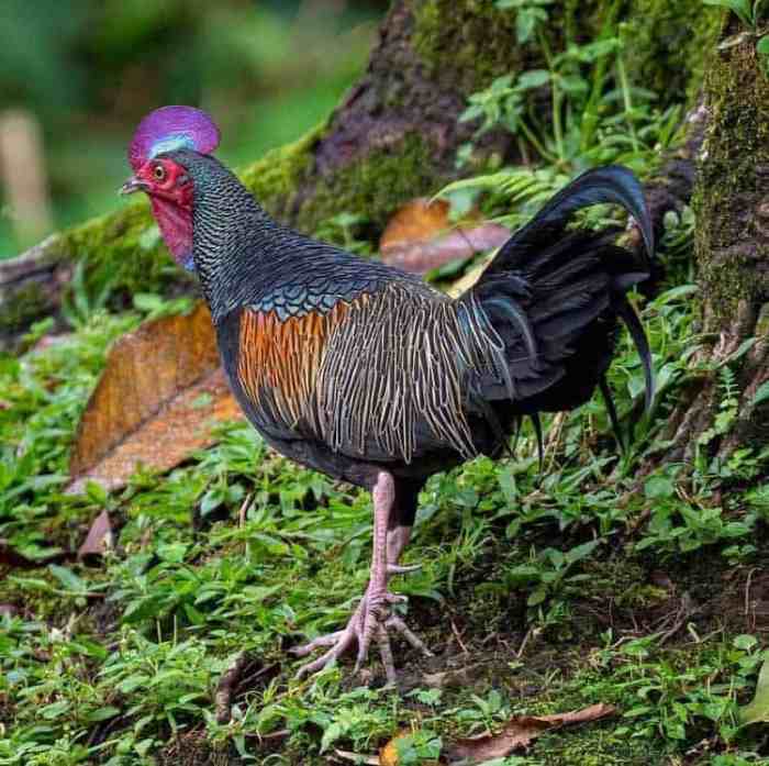 Identifikasi Ancaman Terhadap Populasi Ayam Hutan Di Indonesia