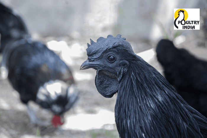 Perbedaan Genetik Ayam Kampung Dan Ayam Broiler Modern