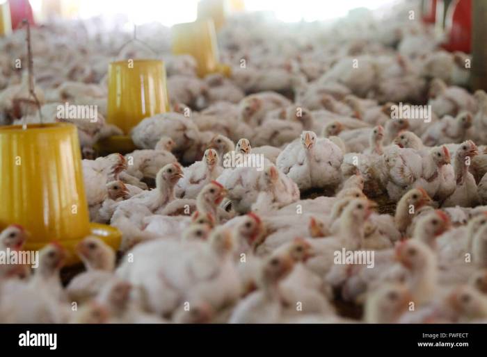 Identifikasi Ancaman Terhadap Populasi Ayam Hutan Di Indonesia