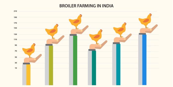 Perbandingan Harga Jual Ayam Kampung Dan Ayam Broiler