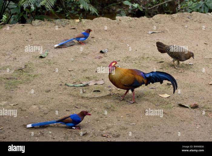 Mengembangkan Strategi Pemuliaan Ayam Hutan Untuk Meningkatkan Populasi