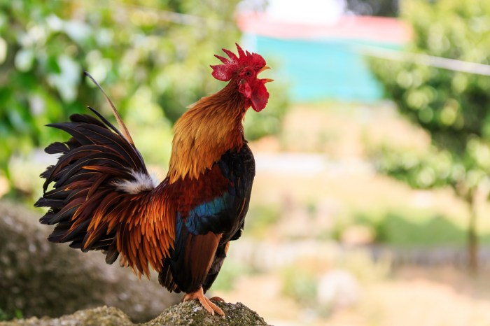 Mengetahui Dampak Perubahan Lingkungan Terhadap Ayam Hutan