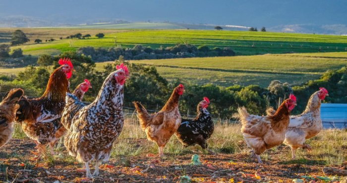 Potensi Pengembangan Ekonomi Dari Usaha Ternak Ayam Kampung