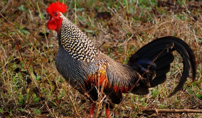 Fowl jungle grey bird junglefowl wild gallus india domestic animals forest species animalcorner