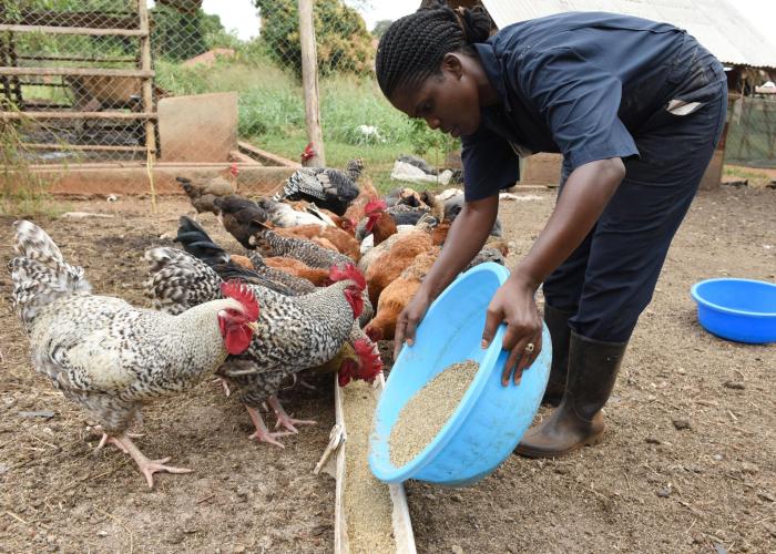 Potensi Pengembangan Ekonomi Dari Usaha Ternak Ayam Kampung