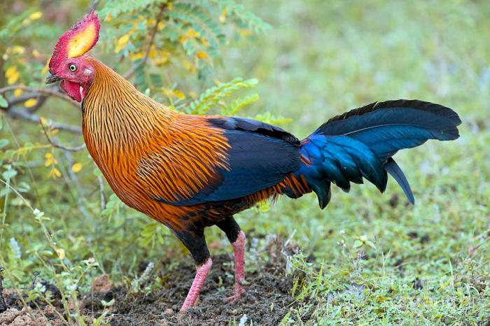 Red junglefowl gallus domestic hawaii moa introduced gov