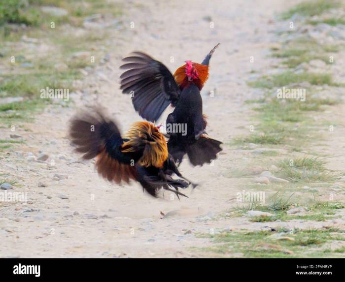 Mengembangkan Strategi Pemuliaan Ayam Hutan Untuk Meningkatkan Populasi