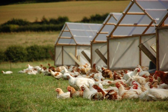 Chicken price wing breast fluctuations prices steadily meat years highest